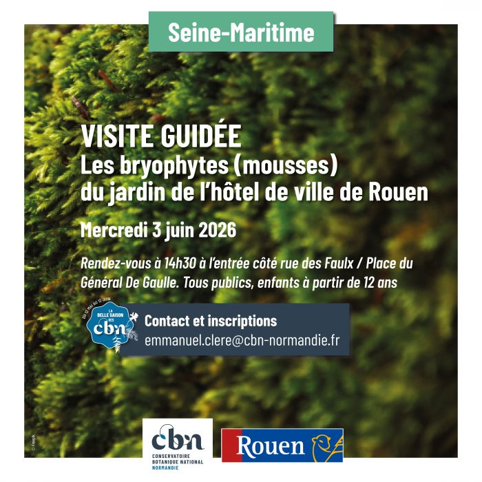 Bryophytes Jardin de l'hôtel de ville Rouen