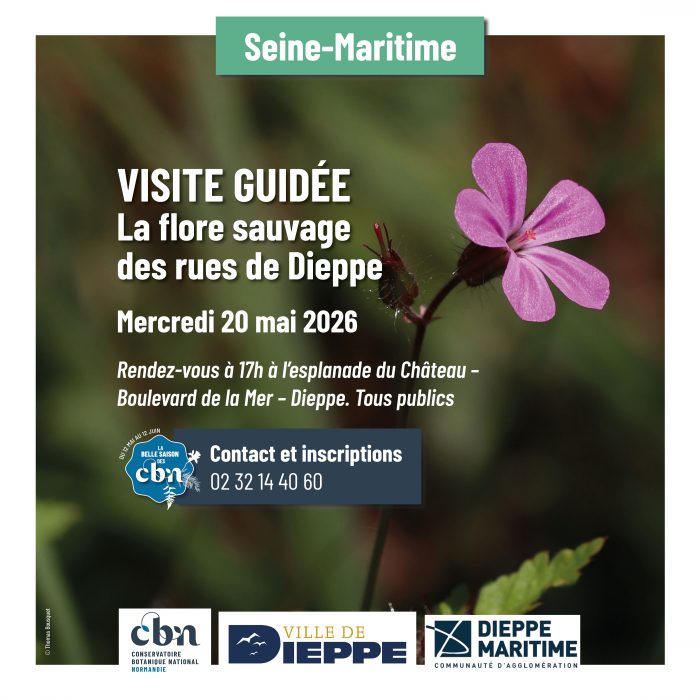 Flore sauvage des rues de Dieppe